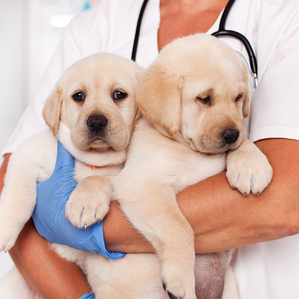 Cute labrador puppy dogs in the arms of veterinary healthcare professional - getting ready for their first vaccine