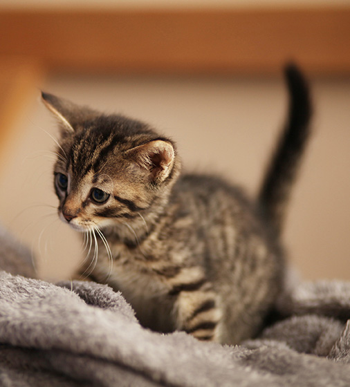 kitten on top of gray blankets