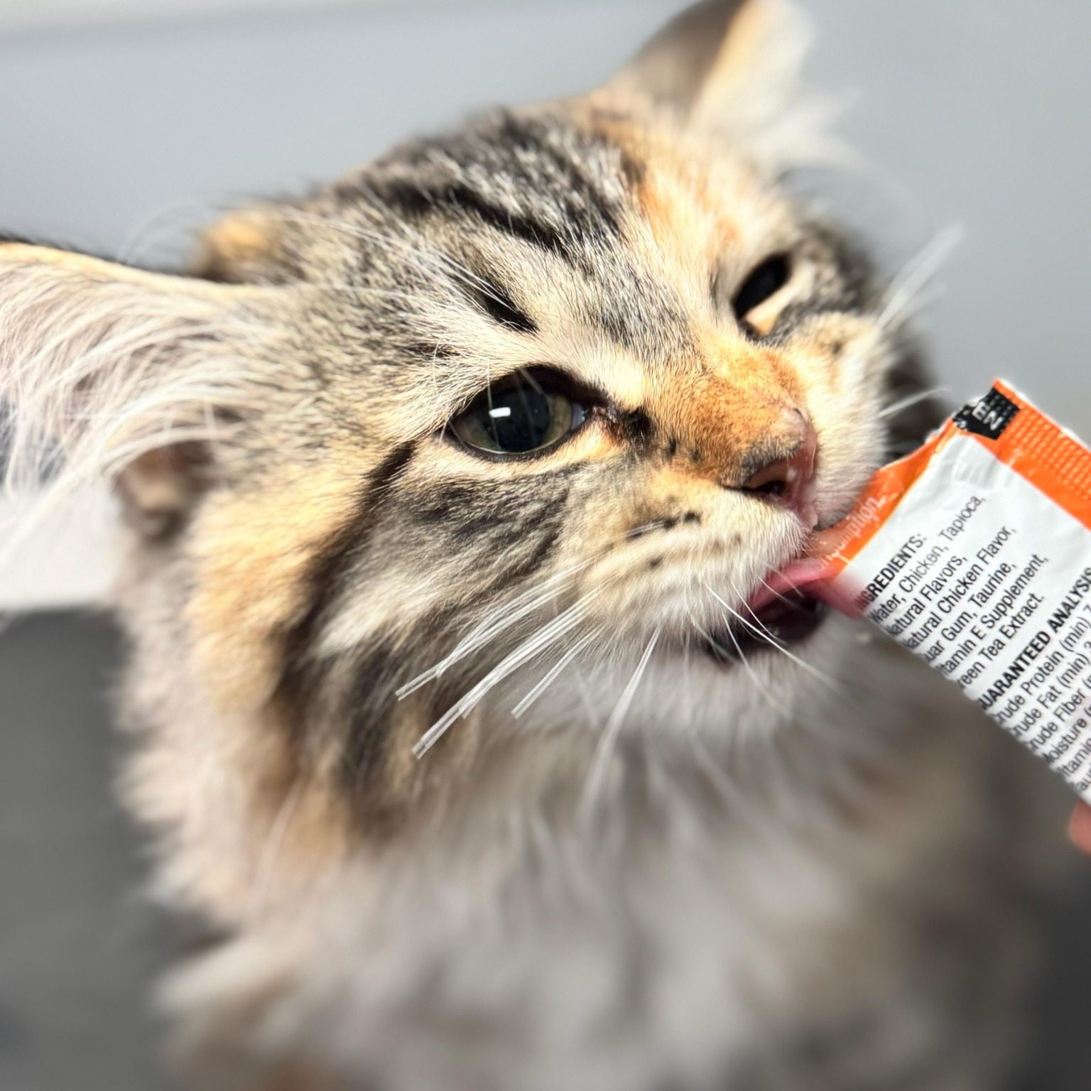 Cat with a paste dental treat illustrating professional pet dental care services