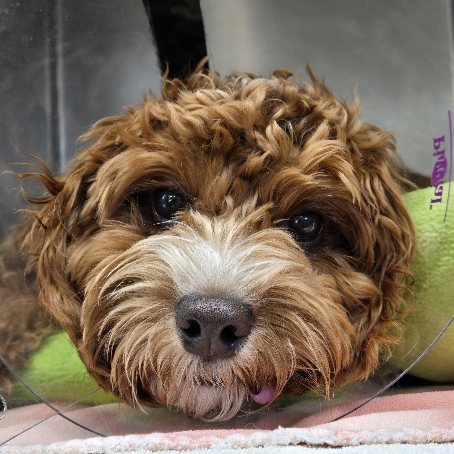 Dog with cone in kennel getting comfort during emergency care