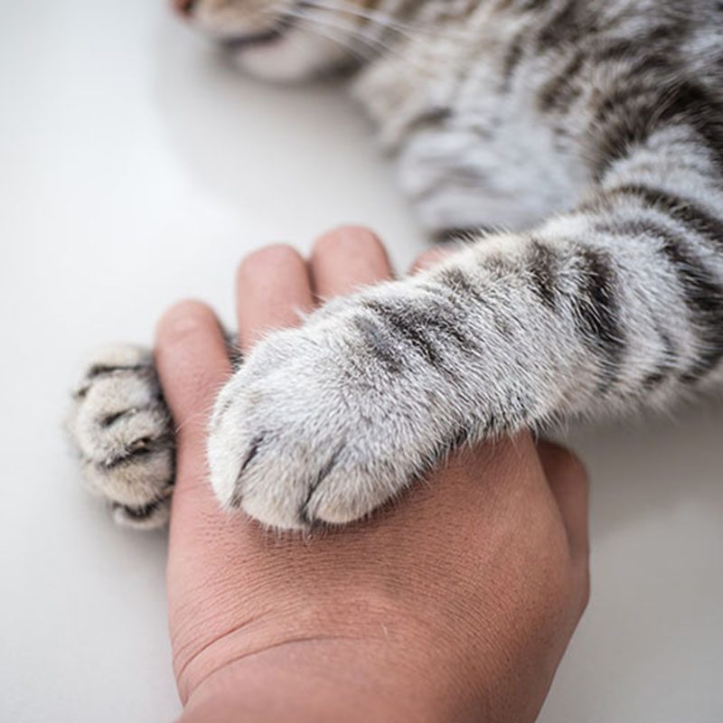 Cat gently holding a human hand during compassionate end-of-life veterinary care