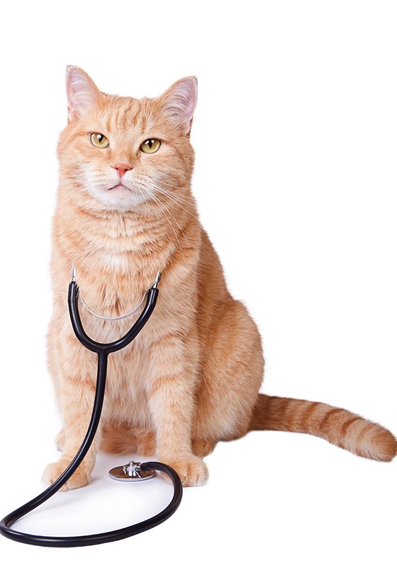 A cute ginger cat with stethoscope. Veterinary concept.