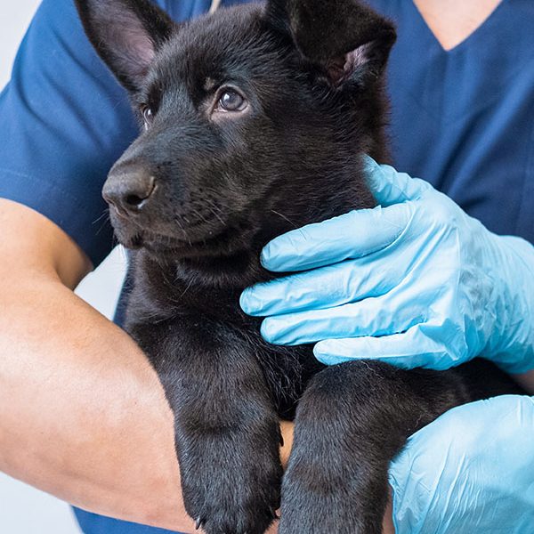 Dog being comforted by a veterinary nurse before a surgical procedure