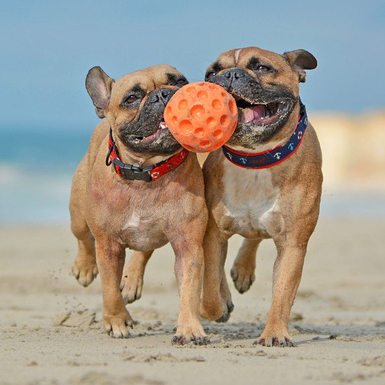 Two athletic brown French Bulldog dogs playing fetch with ball at the beach with a maritime dog collars