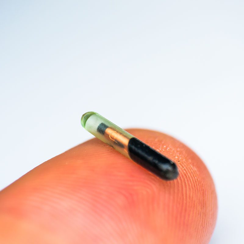 close-up photo of a microchip for pets on human finger