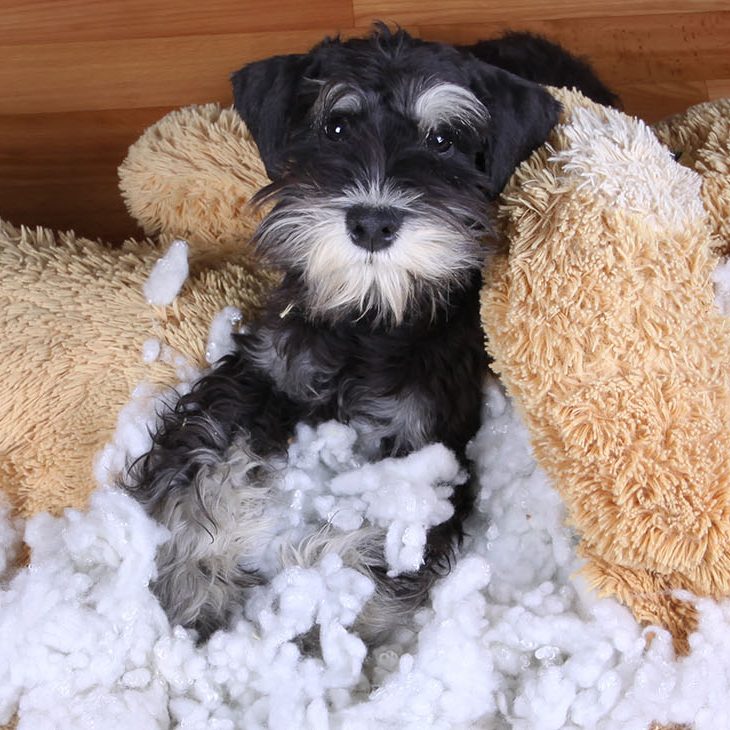 Bad naughty schnauzer dog destroyed plush toy at home