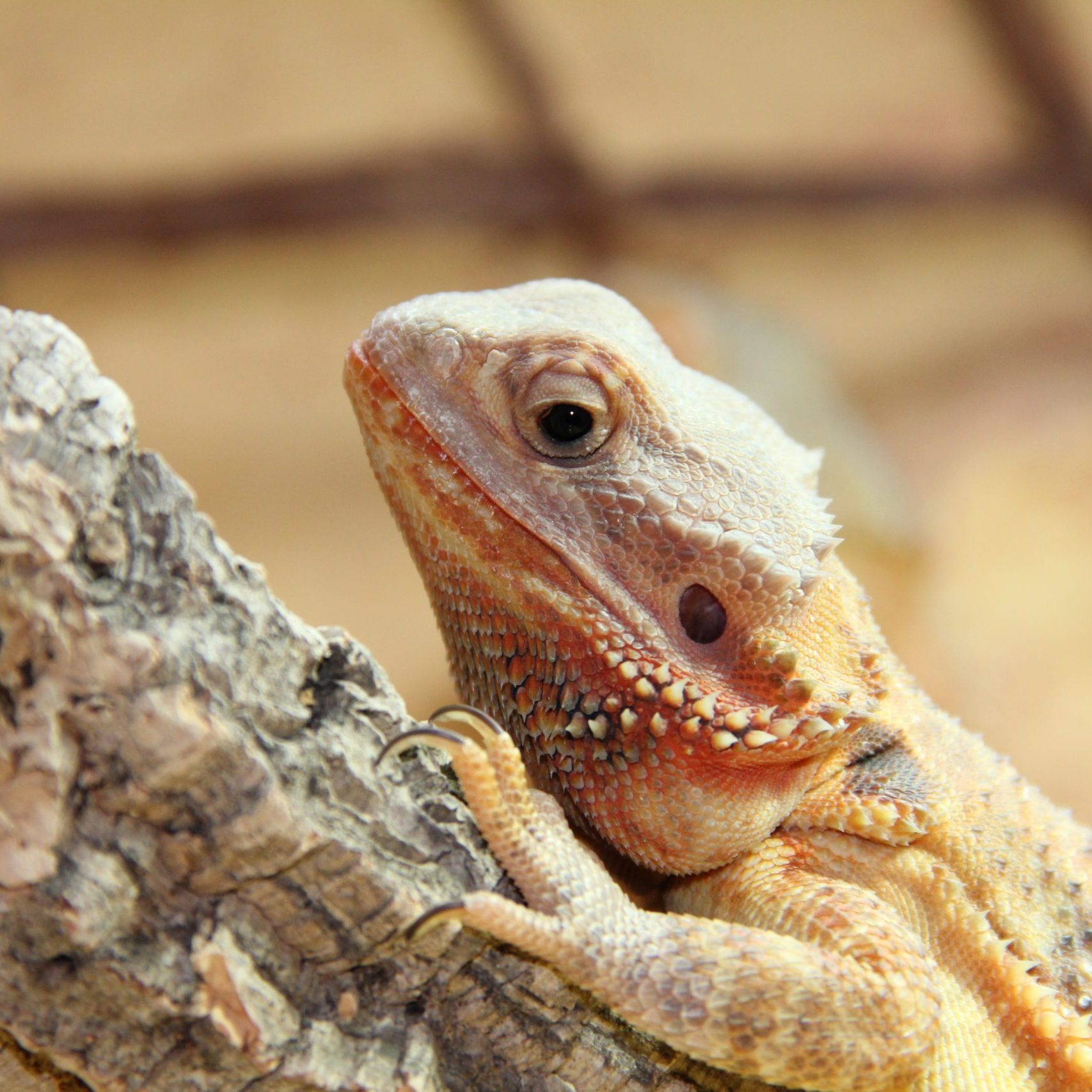 Exotic pet receiving specialized veterinary care at Lakewood Ranch Animal Hospital